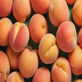 peach background wallpaper