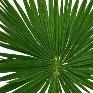 palm tree leaf png