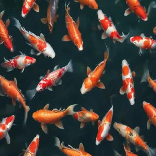 koi fish png