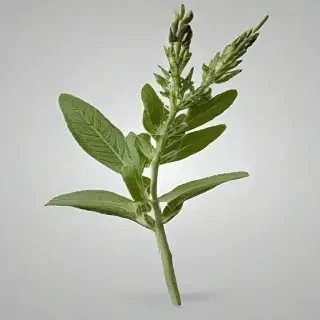 sage png