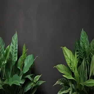 zoom background plants