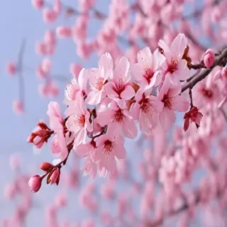 cherry blossom background wallpaper