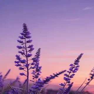 aesthetic lavender wallpaper