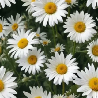 aesthetic daisy wallpaper