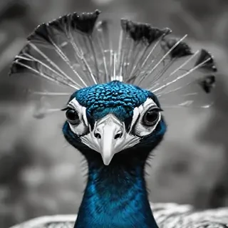 peacock black and white
