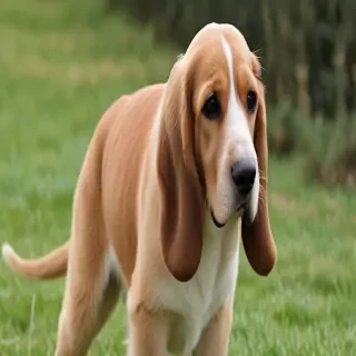 basset fauve de bretagne