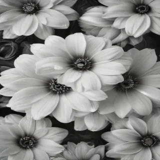 black and white flower background