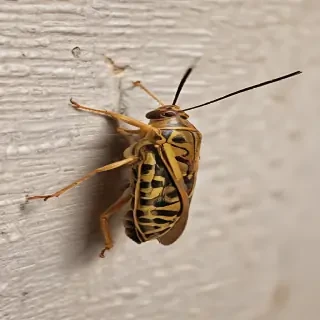 locust bug