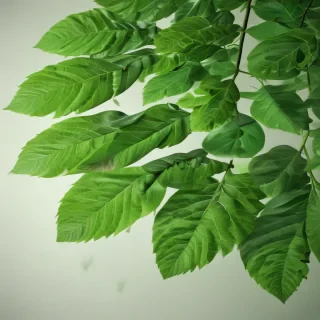 green leaf background