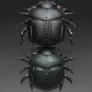 beetle png
