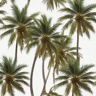palm tree transparent