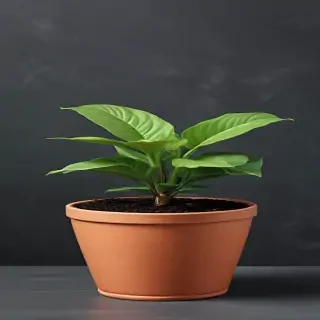 plant desktop wallpaper