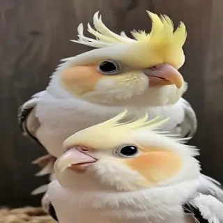 cockatiels