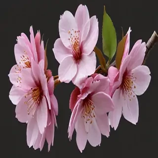cherry blossoms png