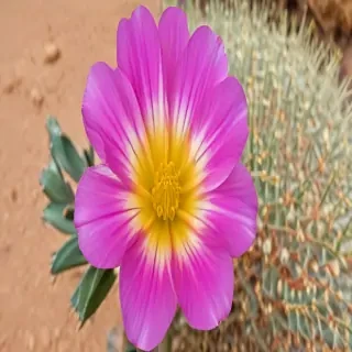 desert flower