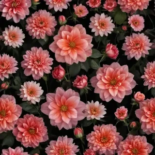 flower black background