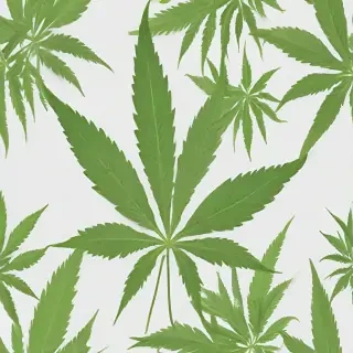 marijuana leaf transparent background