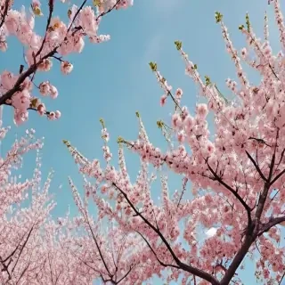 aesthetic wallpaper spring