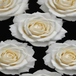 white rose on black