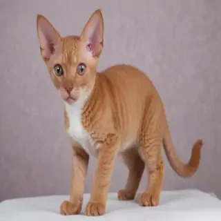 devon rex breed