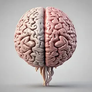 brain png