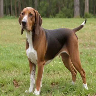 american english coonhound