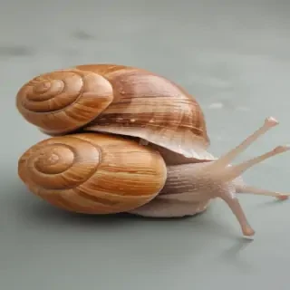 snail png