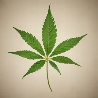 marijuana leaf