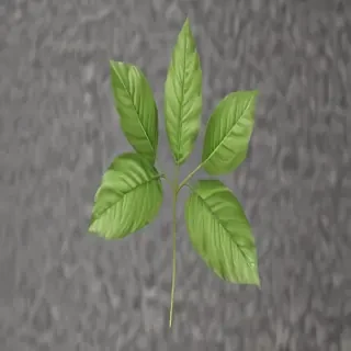 plant transparent