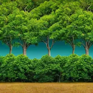 trees background