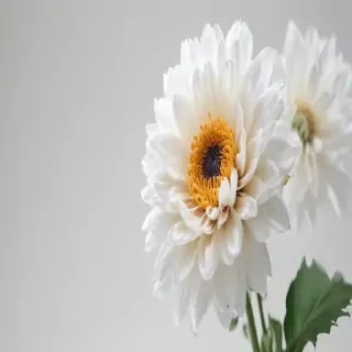 flower white background
