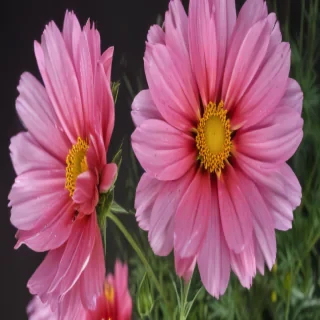 cosmos flower