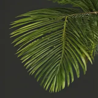 palm tree leaf png