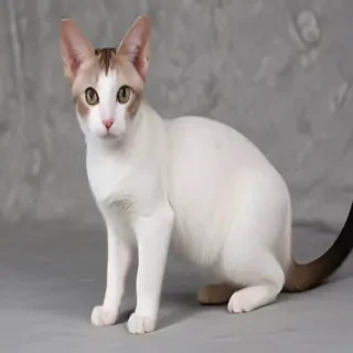 oriental bicolor cat breed