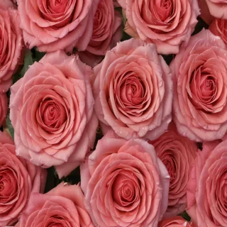 rose backround