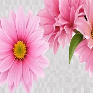 pink flower transparent background
