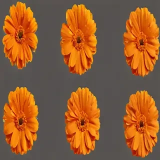 marigold png