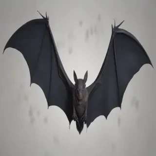 halloween bats png
