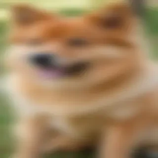 finnish spitz dog breed