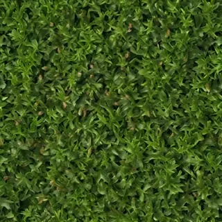 seaweed png