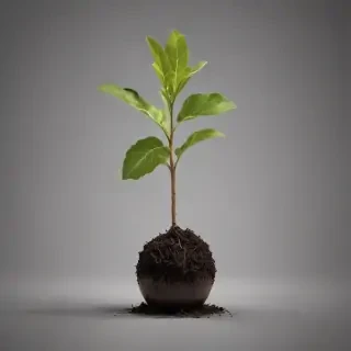 seedling png