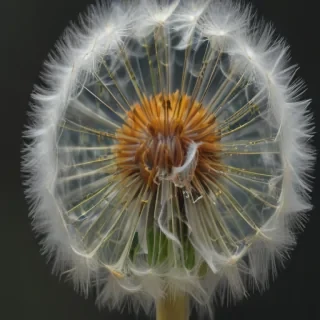 dandelion png