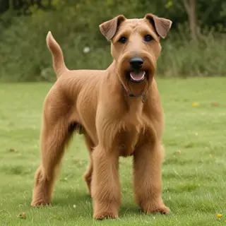 irish terrier
