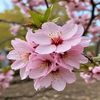 sakura flower