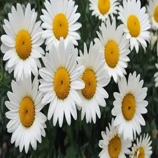 aesthetic daisy wallpaper