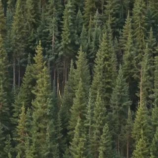 pine trees png