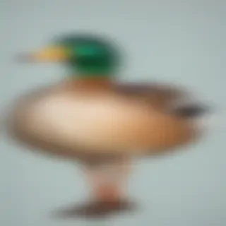 duck clipart