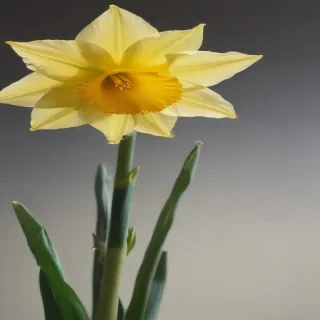 daffodil flower