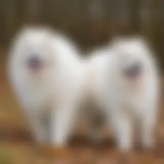 samoyed dog breed
