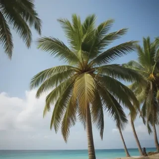 palm trees png